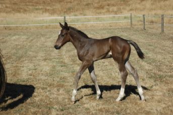 Bay Tulara warmblood foal walking in a paddock