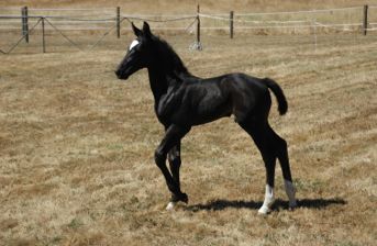 Dark bay Tulara warmblood foal standing in a paddock
